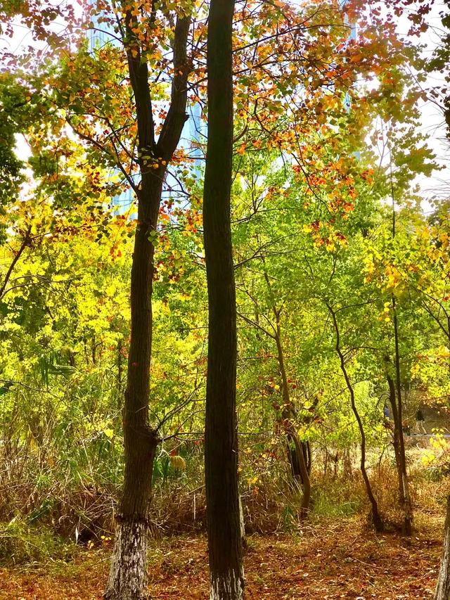 秋色斑斓美如画