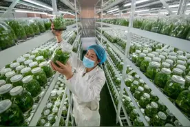 农村衰亡的根本原因是小农经济的破产，工业化社会注定农村衰落图片