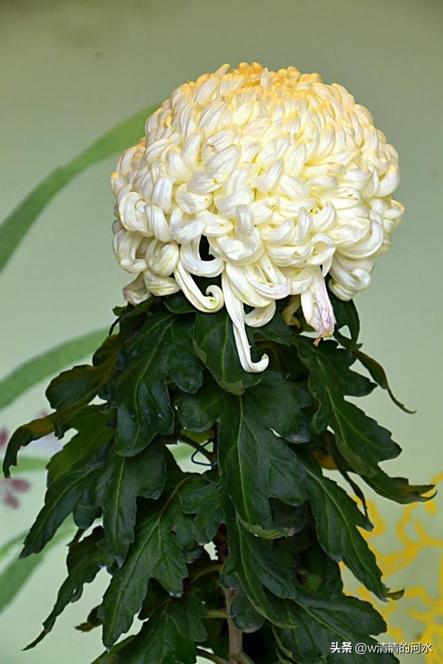 菊花是秋天里美丽的图画