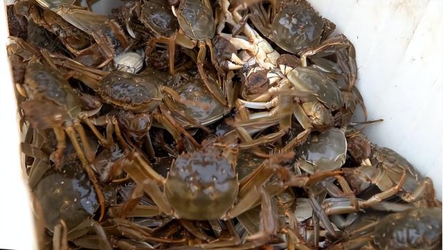 水乡金湖发出最美邀约：一起来“捞秋”