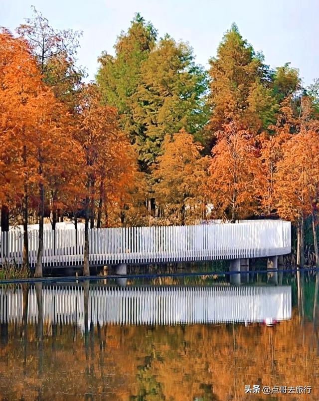成都旅游真厉害，水杉红又被国际“种草”，这5处超级壮观！