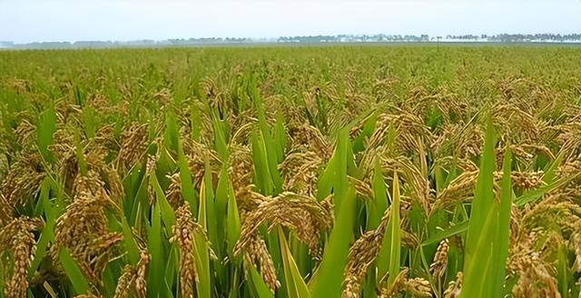 越南33万平方公里，年产4340万吨大米，黑龙江面积47万	，产多少？