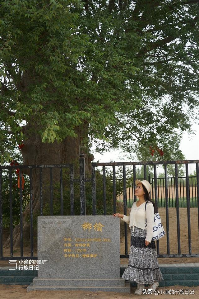 距离西安1.5H，它是全国100 株最美古树之一！第一眼看见就被震撼