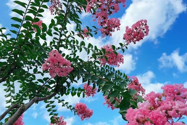 一封来自千岛湖的夏日情书，署名：紫薇花园