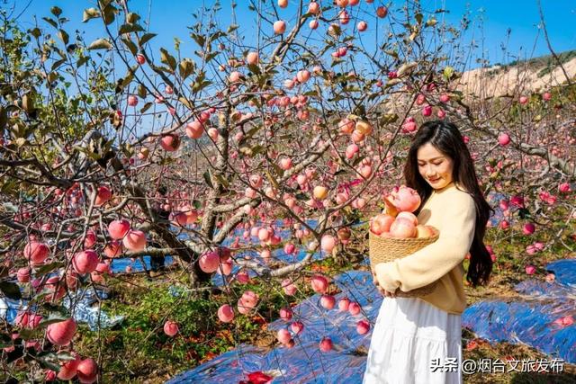 【乐游烟台】周末好去处丨热搜预定！烟台的秋天太上镜了！