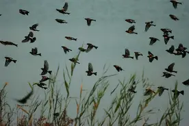 燕子年年飞往南方过冬，“南方”究竟在哪？原来很多人都理解错了图片