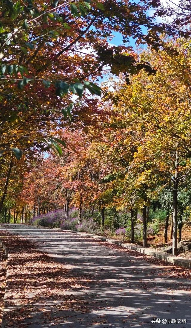 初冬氛围感出片计划,走起!昆明这份打卡攻略速速收藏→