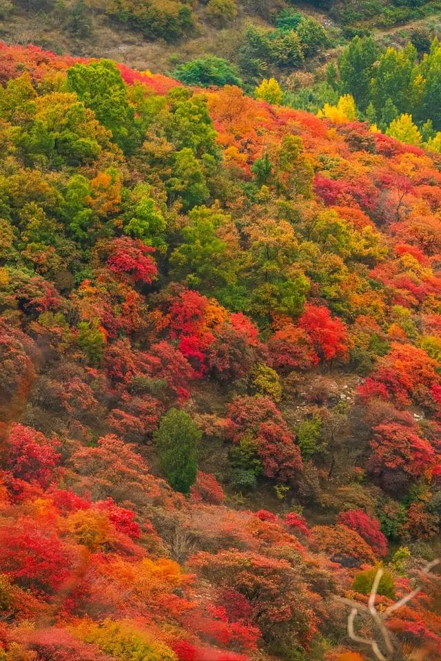 临沂这抹红，醉了秋日山水
