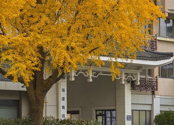 扬州冬韵 银杏鎏金