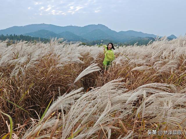 安陆：当银杏遇见芦苇 画框里的诗与远方