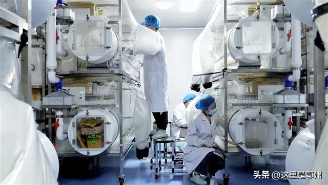 “小鼠宇航员”驰骋医药产业蓝海​，鄂州这家企业4年实现效益“三级跳”