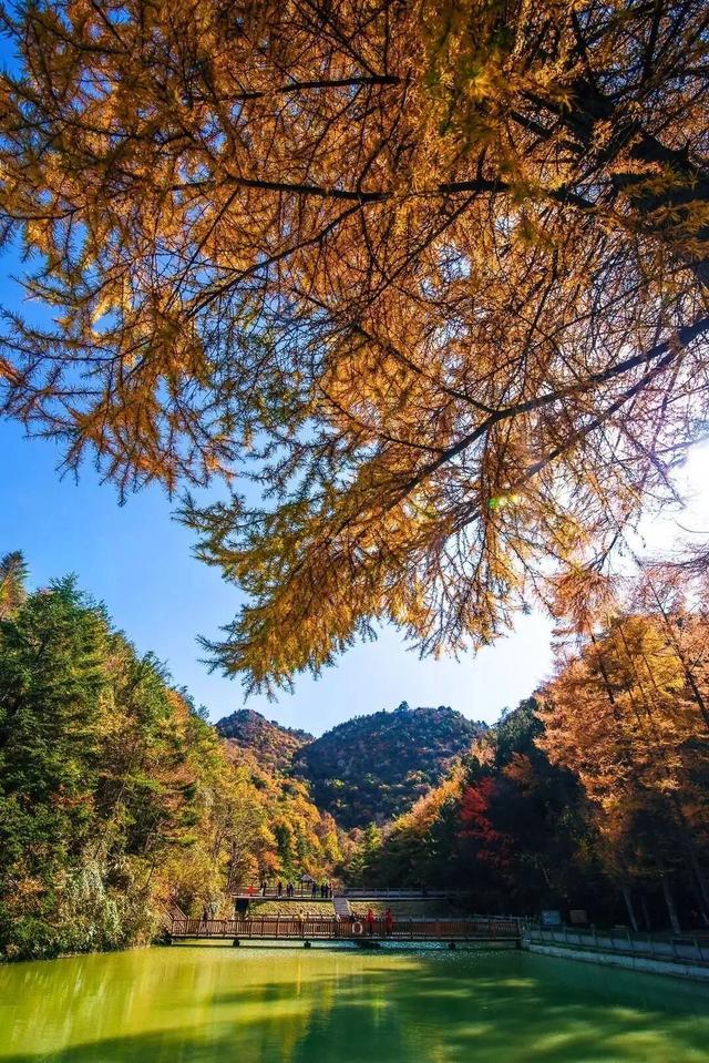 广元不远 周末优选 | 秋色短暂，曾家山赏秋路线来啦！