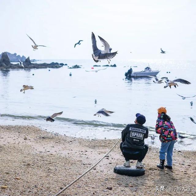 到海边去！大连市区赶海、喂海鸥全攻略