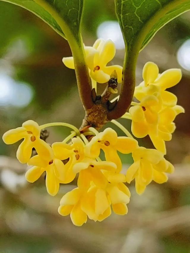 惠聚美好丨秋来桂香飘，寻味红花湖