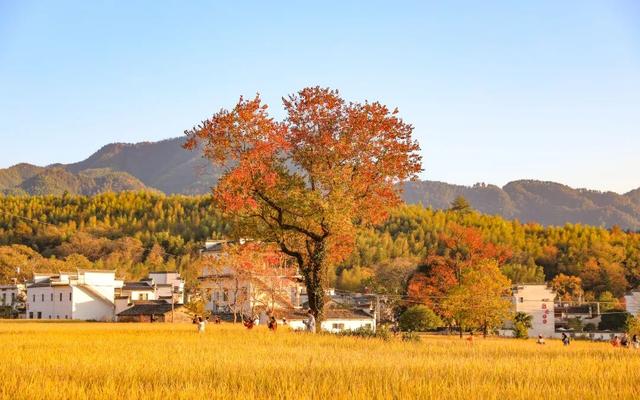 秋韵黟川·山水秘境颐养之旅 | 皖美秋日