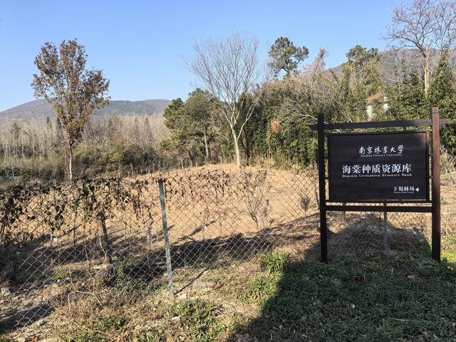 南京第二次到镇江武岐山空青山郊野徒步