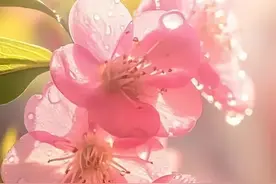 春色袭人，花开正浓！这些花的药用价值超乎你想象图片