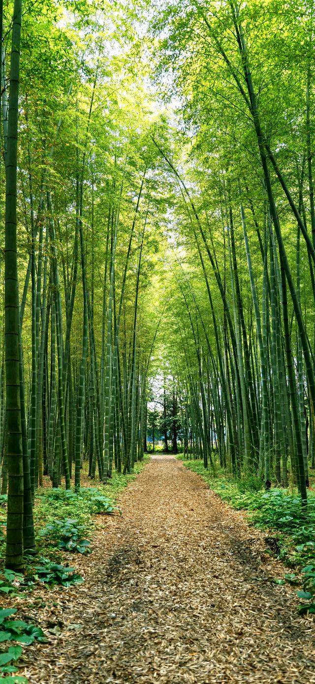 手机壁纸|风景