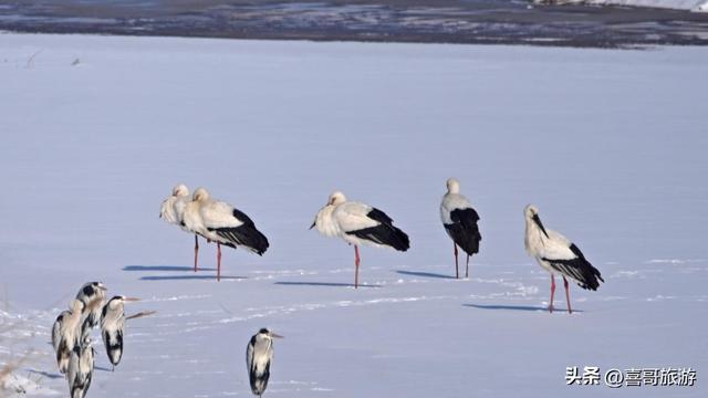 黑龙江七台河桃山湖国家湿地公园：生态画卷，候鸟天堂