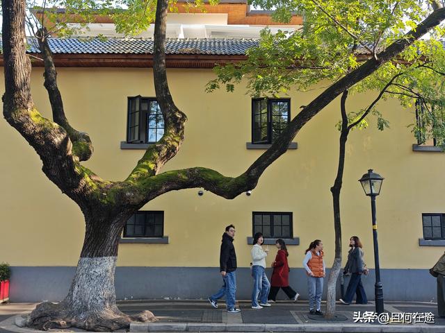 南京“丑萌”梧桐C位出道！颐和路半天游，把民国浪漫拍成表情包
