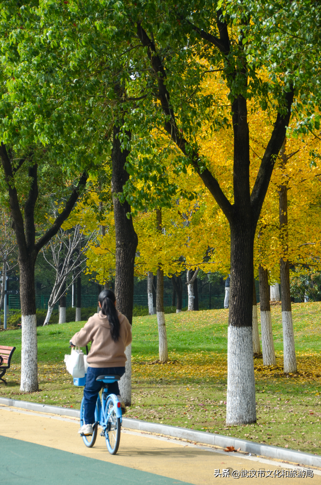芦花不够看？江滩的银杏已经美疯了！