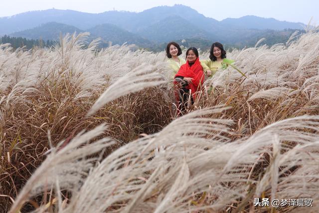 安陆：当银杏遇见芦苇 画框里的诗与远方