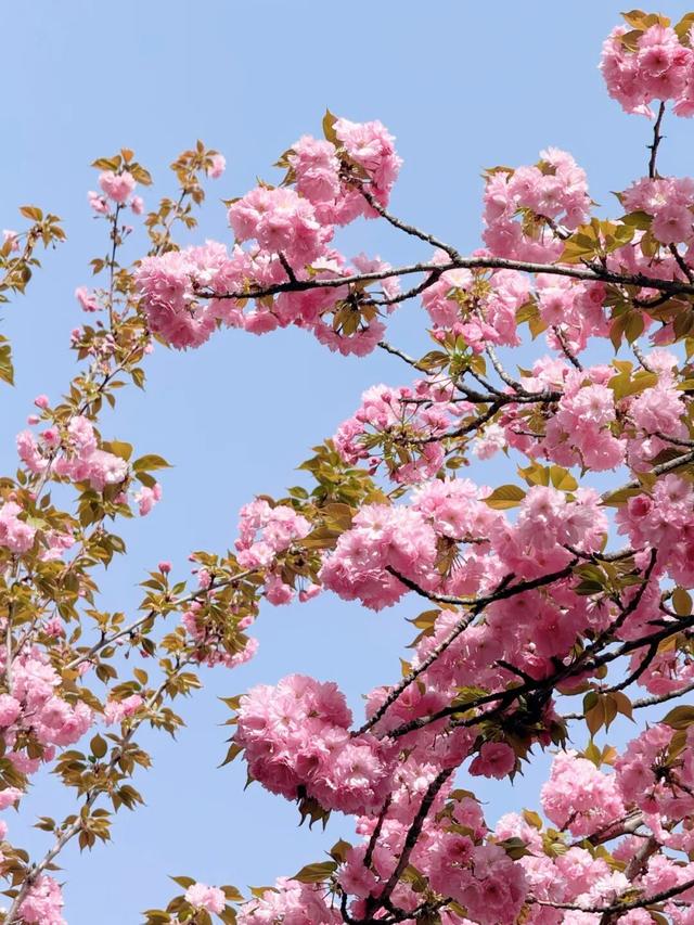 收藏！高新区这条“樱花大道”真的太美了~