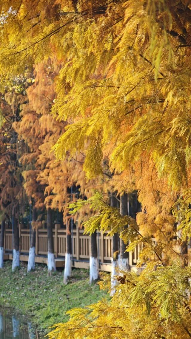 红出圈！南海落羽杉正在刷屏