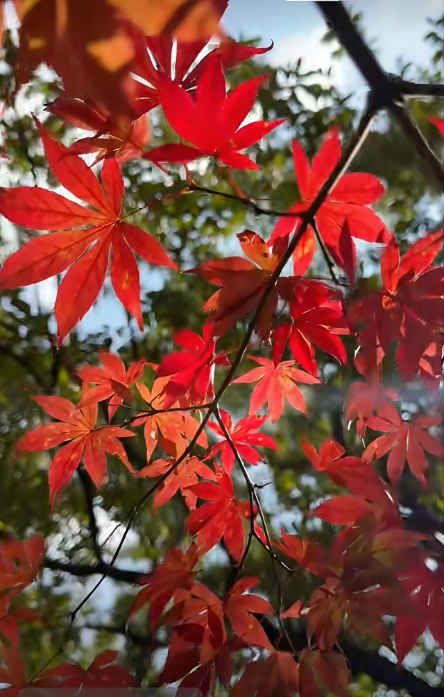 闯入昆明的秋日调色盘！这片红叶秘境即将“枫”神
