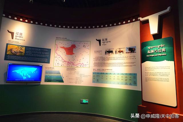 拉萨市：参观西藏牦牛博物馆