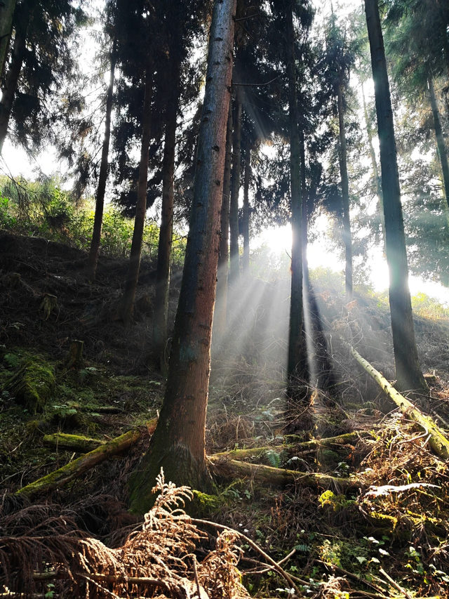 成都2h的新徒步路线，野趣十足、新手友好，免门票免停车费快冲！