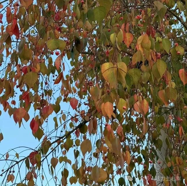 土右旗的秋天不用买，弯腰就能“捡”到治愈！