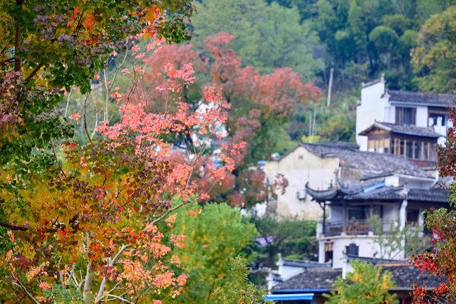 皖南塔川秋韵，正是从水墨到油画的季节，邂逅一场徽州的色彩盛宴