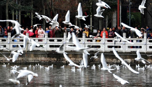 观鸥季启幕 “鸥”经济升温