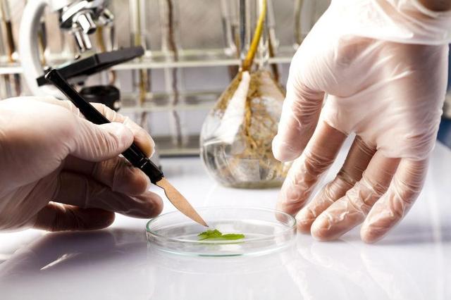 中国再出黑马！科学家成功破解植物再生密码，1大关键因素出炉