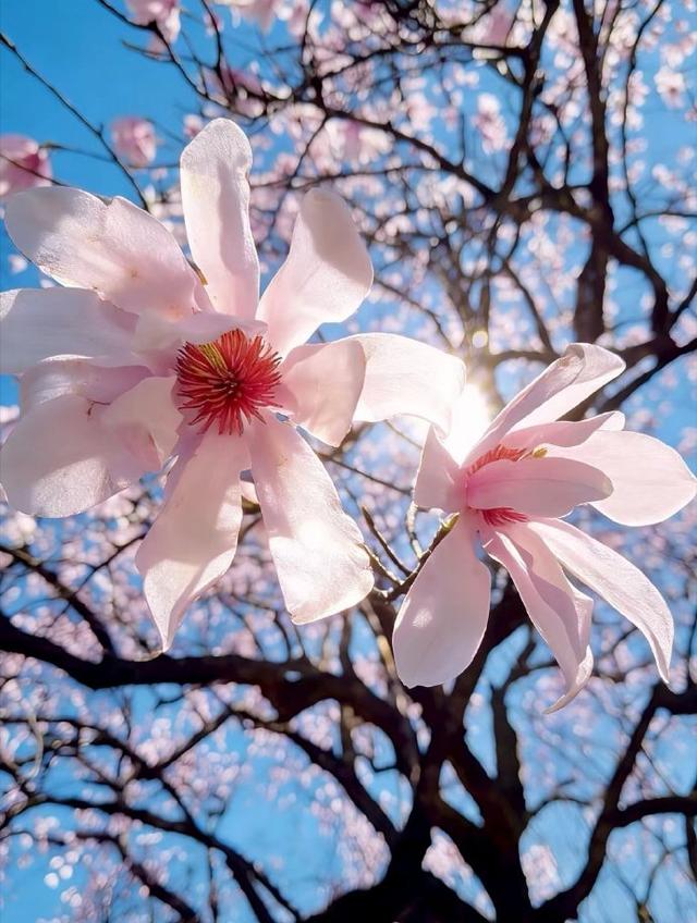 甘孜四月天，一半是冰雪，一半是花海