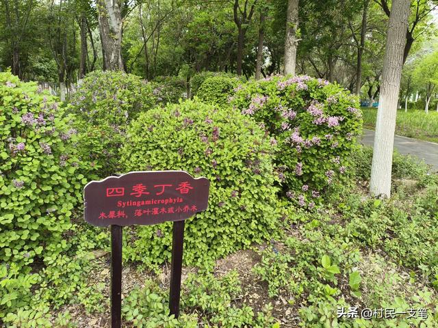公园绿树成荫，路边花草芬芳，行人休闲漫步，享受快乐时光