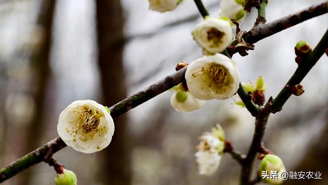 梅花迎冬开 美景入画来