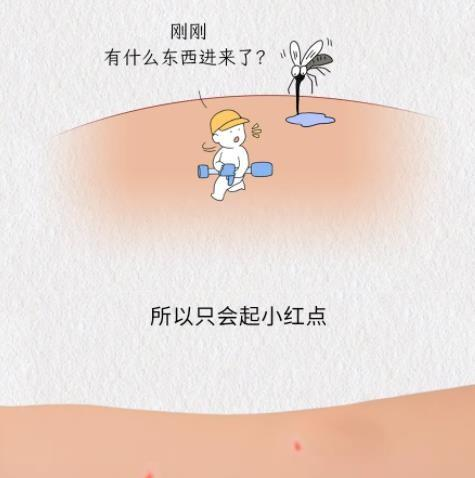 被蚊子咬后起红点vs鼓大包，说明体质有区别？