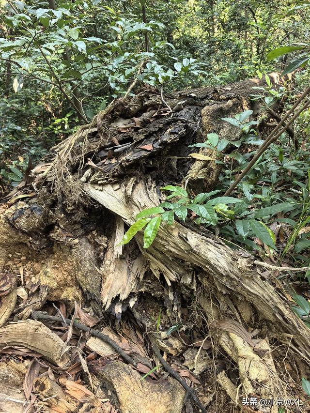 白云山首条森林康养径