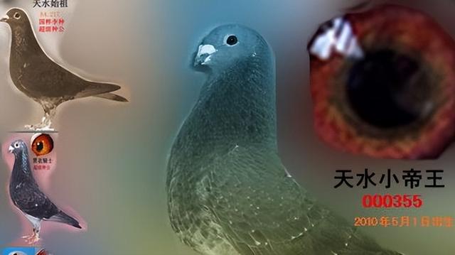 极端近亲配：育种成功的关键