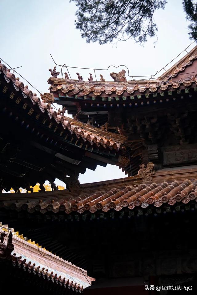 不卷秋景卷冬景！三孔景区的银杏，藏着最治愈的金黄秘境