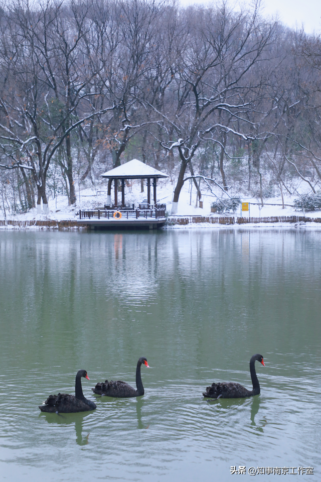 一场大雪，南京暴增20多个“5A景区” ！