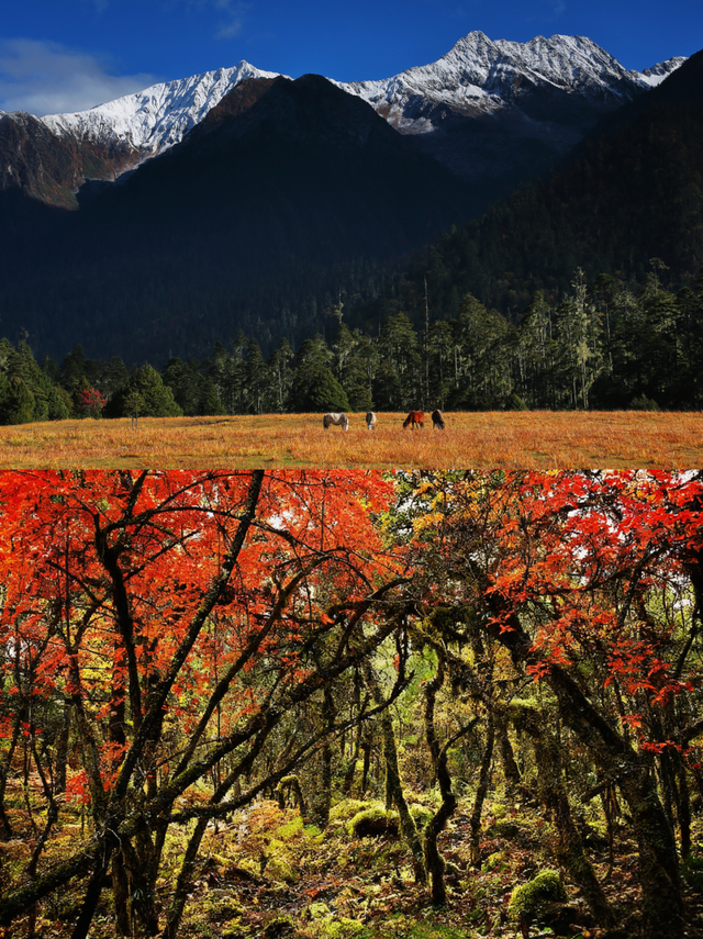 “冬游西藏”福利拉满！跟着《奔跑吧》游西藏太值了