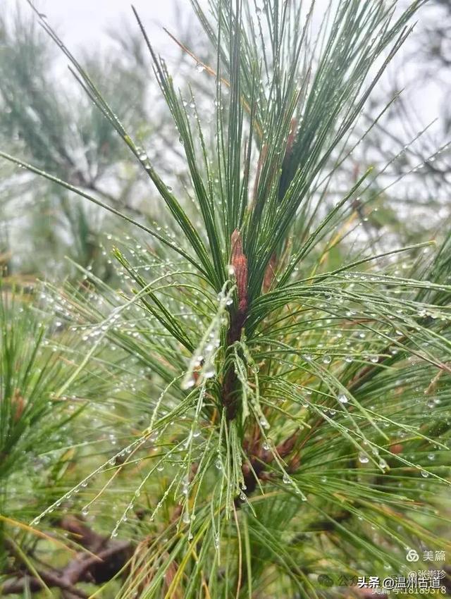 周末徒步去!这个有"温州版武功山"之称的名山,你可要去爬一次