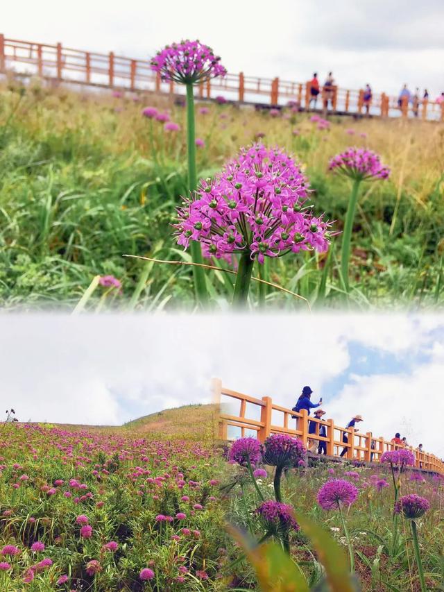 贵州韭菜坪游玩攻略 | 闯入2900米紫色云端花海