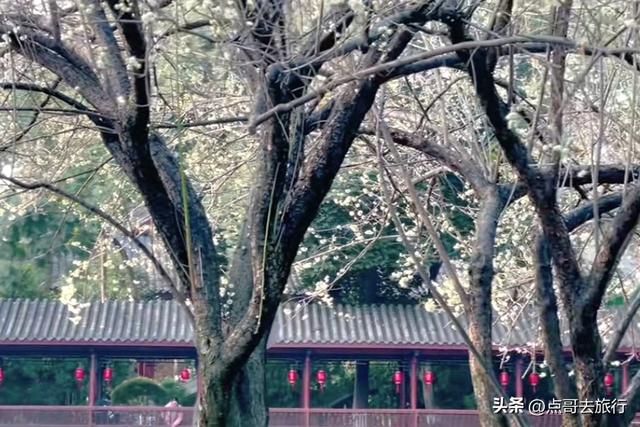 成都市区绿梅、青梅开花了，不用远去大邑，免费，非常惊艳！