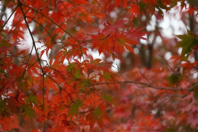 郫都横山村漫山红枫上线，快来赴一场初冬的诗意之约吧~