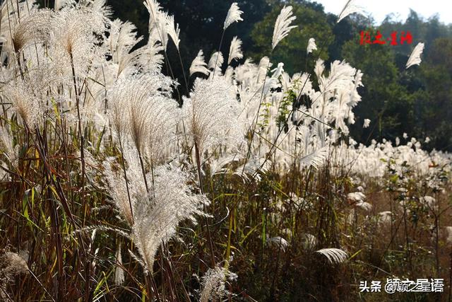 古桥、古村，银杏黄、芦苇荡，宁波城郊居然有这么美的赏秋地