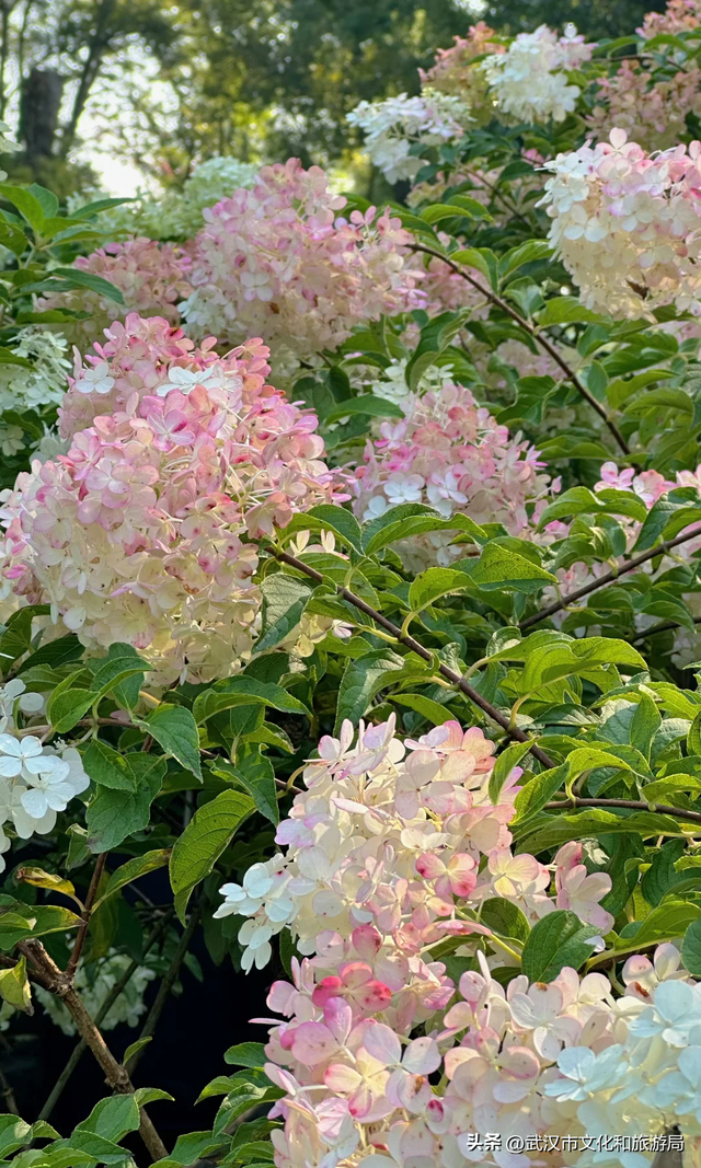 马上过节，免票！